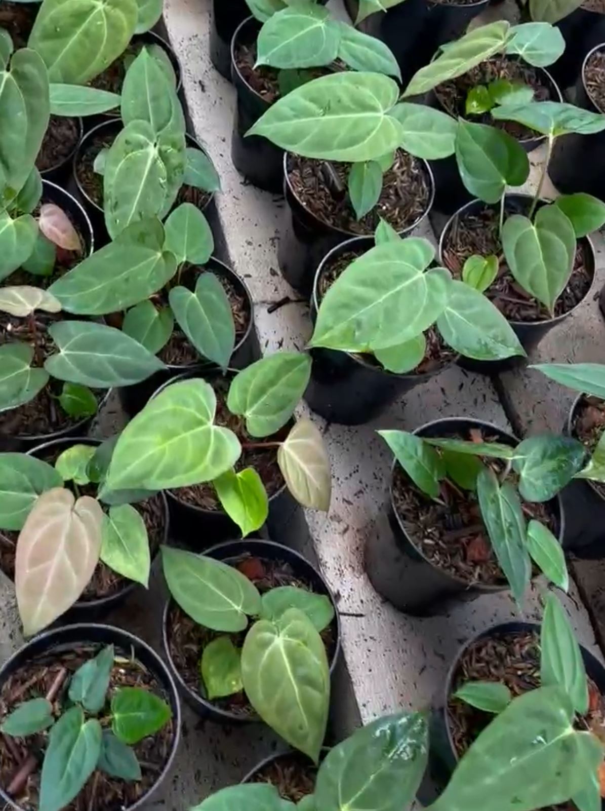 Anthurium dressleri x "Blue papillilaminum" *On Hand*