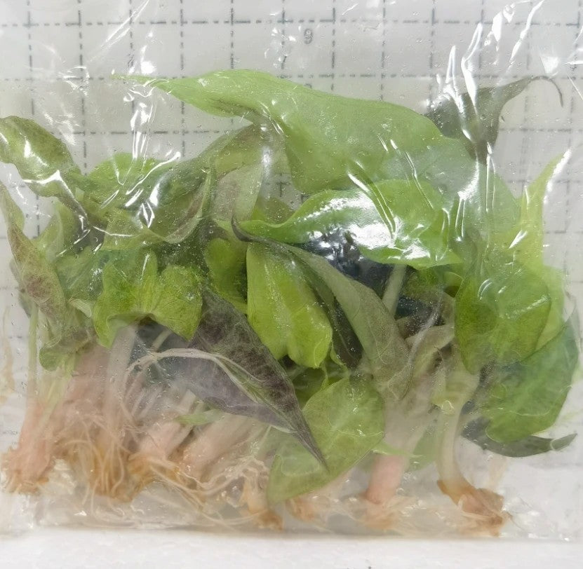 dfbf7b8a-335e-4114-9d8e-51ce61ef5ca9.jpg