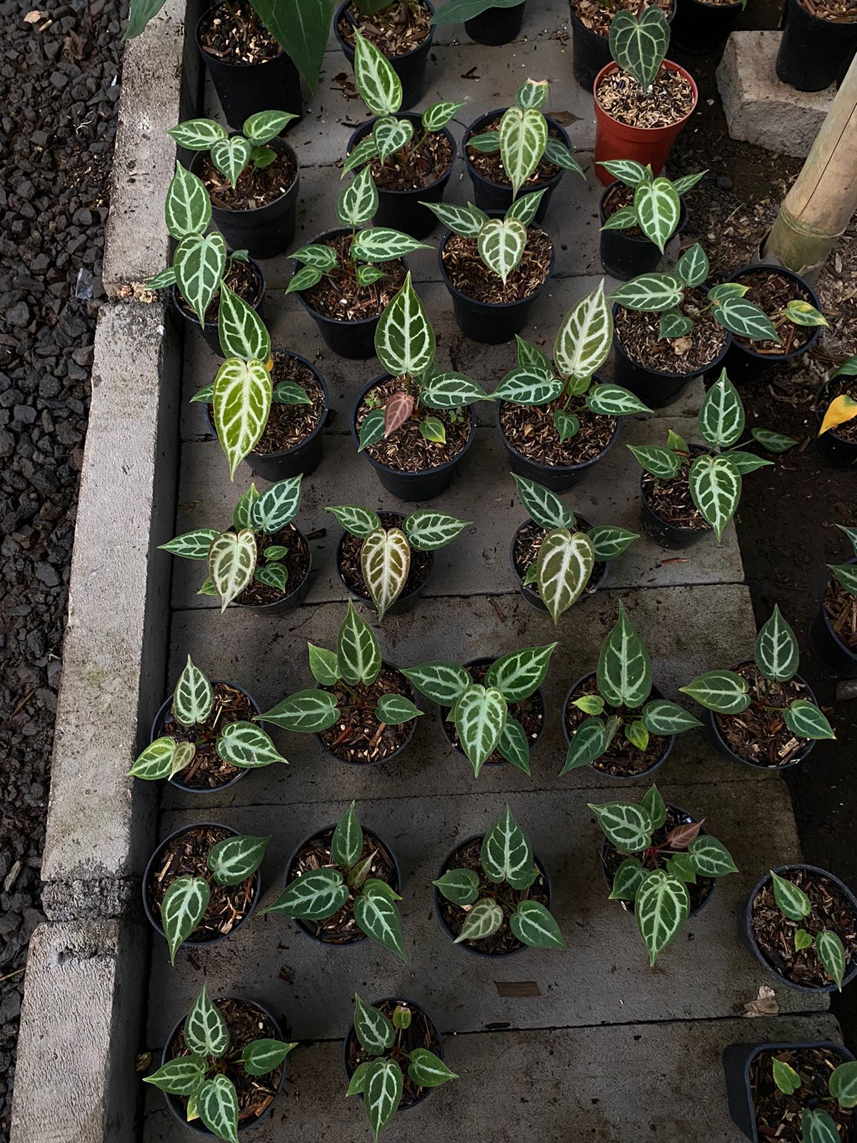 Anthurium "Silver Blush" x ("King of Spades" x "Red Crystalinum") *On Hand*