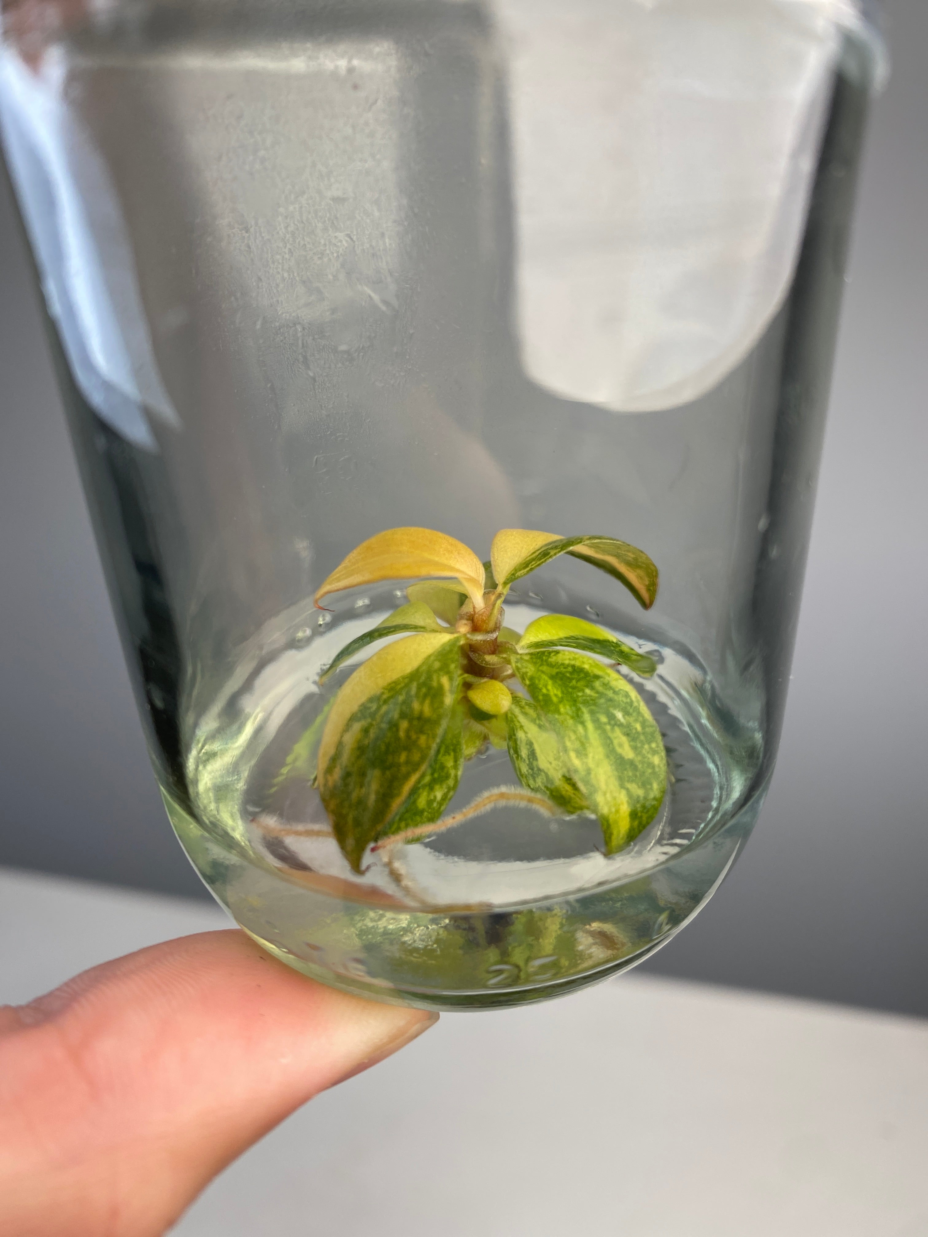 Philodendron 