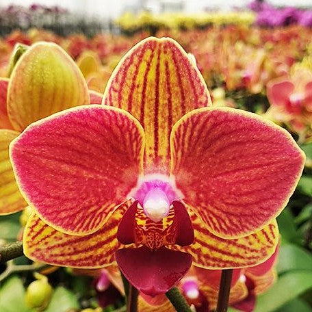 Phalaenopsis Fangmei Sweet (peloric 2 eyes) 2.5"