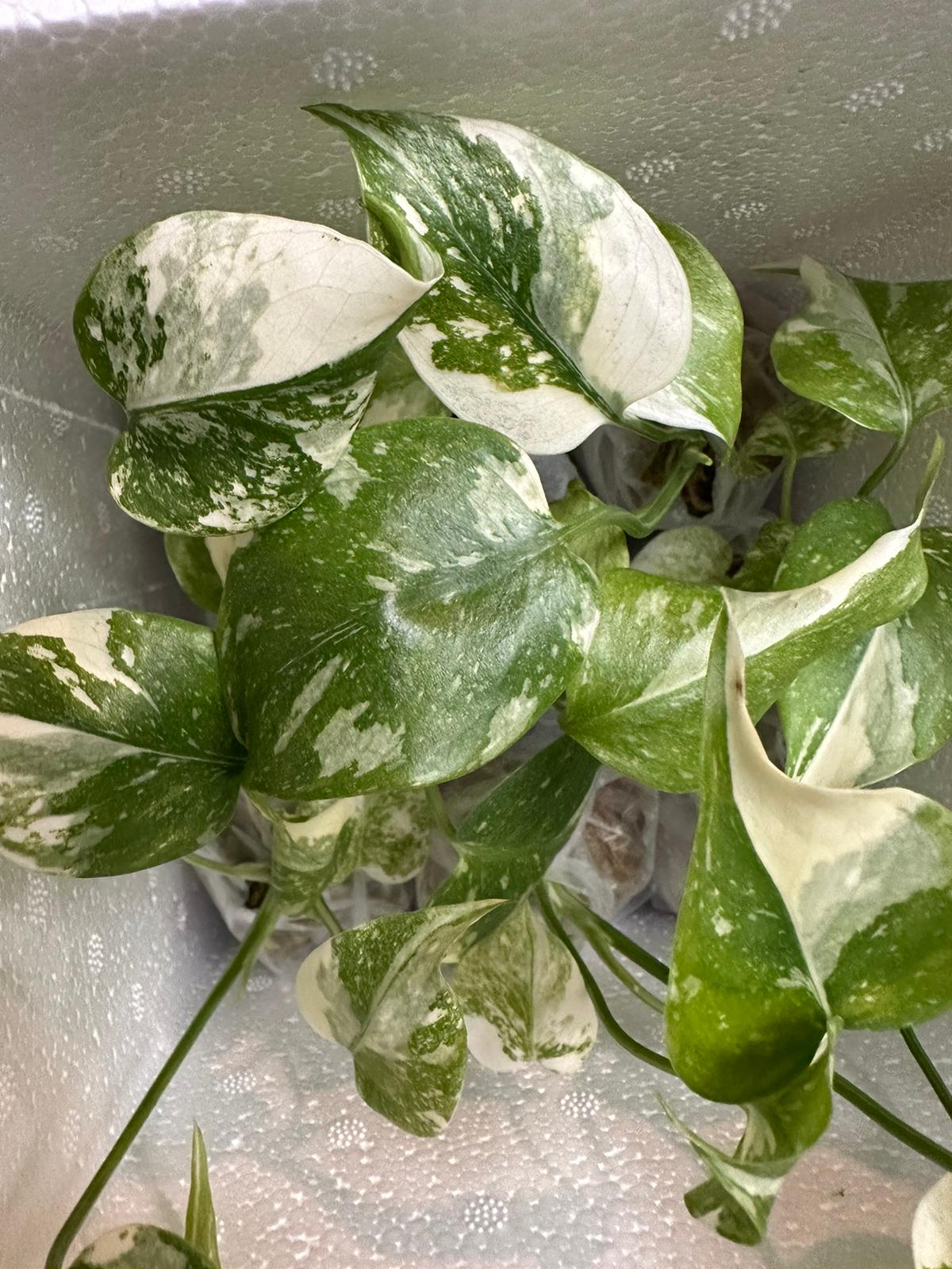 Monstera deliciosa "Thai Constellation" variegated TC Plantlet