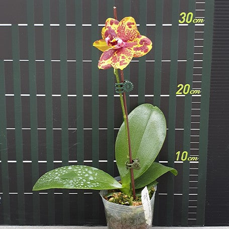 e41feb3a-9d50-494f-b63c-d748eca27886.jpg