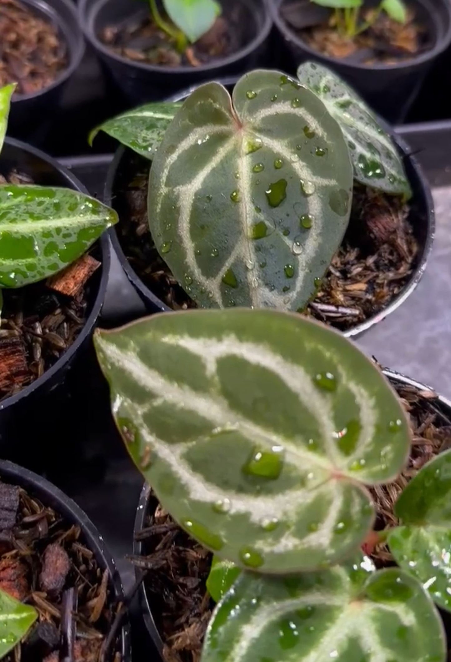 Anthurium "Red Crystallinum" NSE