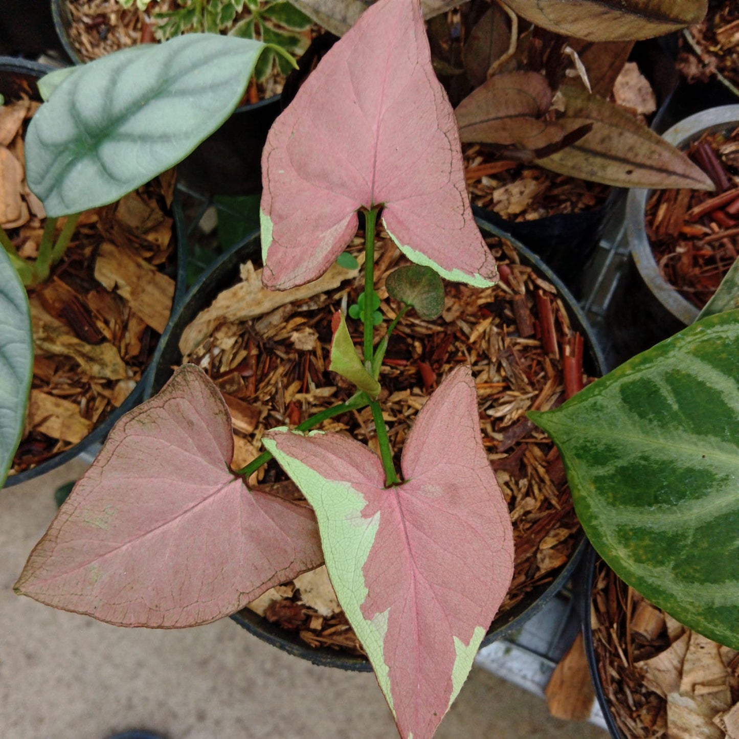 Syngonium "Pink Salmon" variegated