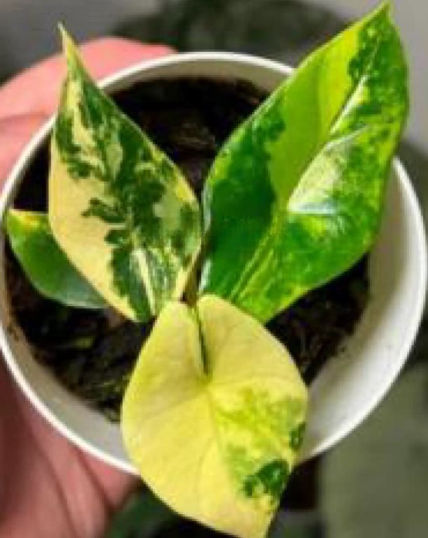 美株　Alocasia scalprum 'Variegata' Limited Stock Alert: Alocasia scalprum variegated Tissue Culture