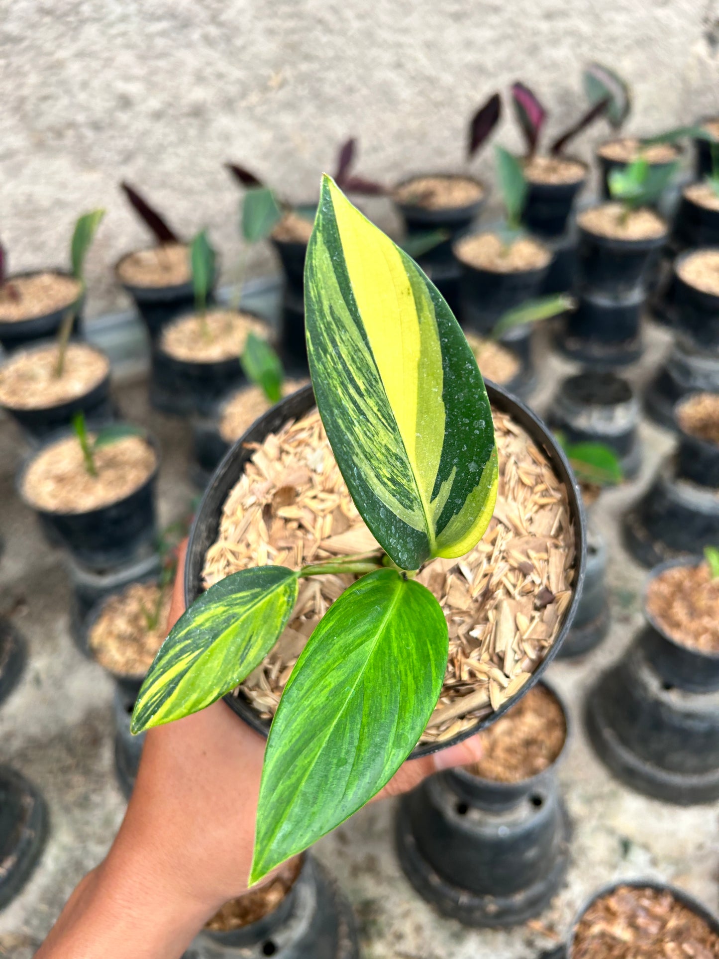 Scindapsus coreacus variegated