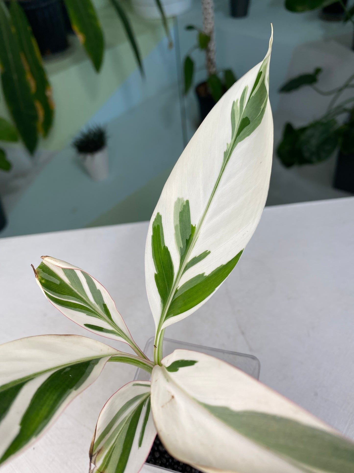 Musa "Florida Banana" variegated TC Plantlet