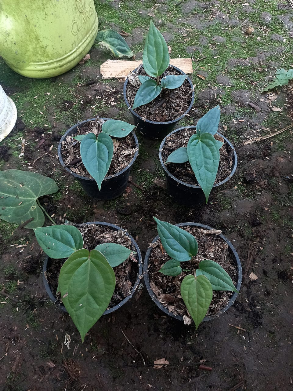 Anthurium papillilaminum "Red Stem" × "Luxurians"