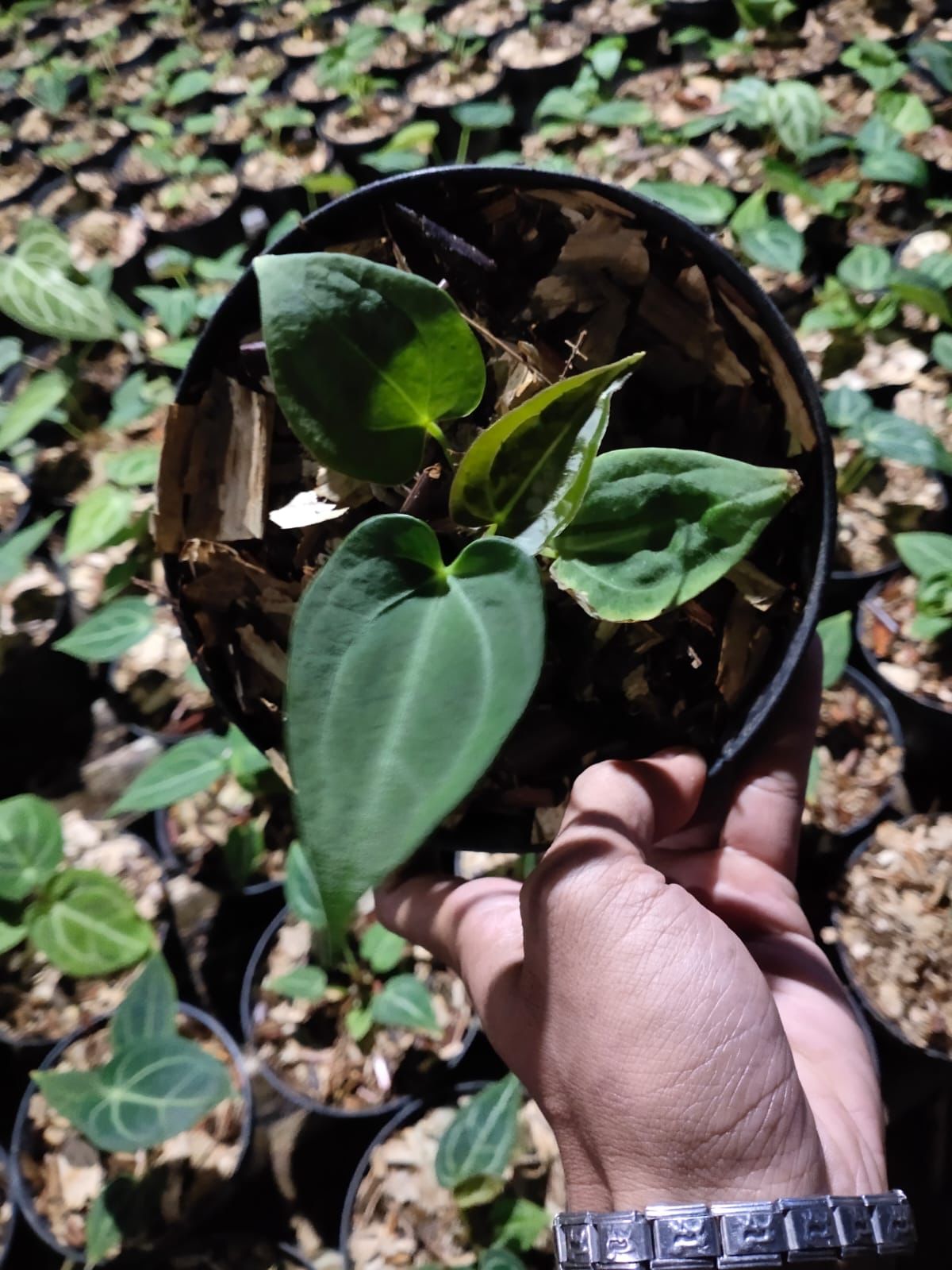 Anthurium papillilaminum "Dark Form" × crystallinum "Dorayaki"