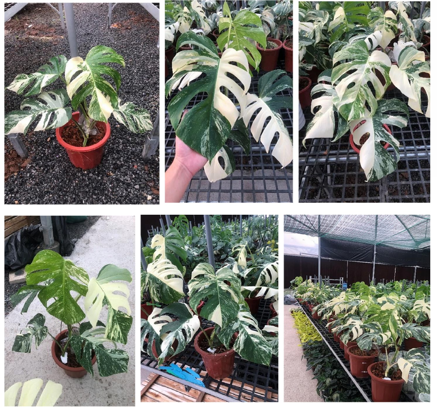 monstera albo for sale near me Monstera deliciosa "Albo-variegata" variegated 2-3 Leaves Grade A – OrchidBox Wholesale