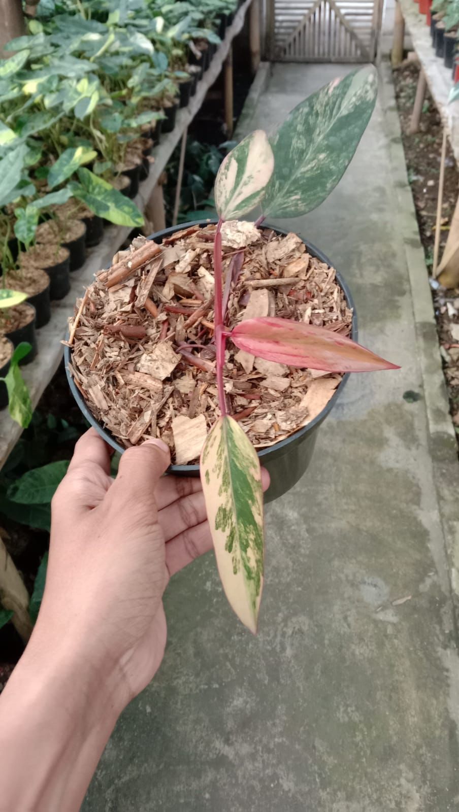 Philodendron "Strawberry Shake" variegated *On Hand*