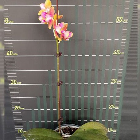 Phalaenopsis Arakaki Dragon × Golden Cupid 2.5"