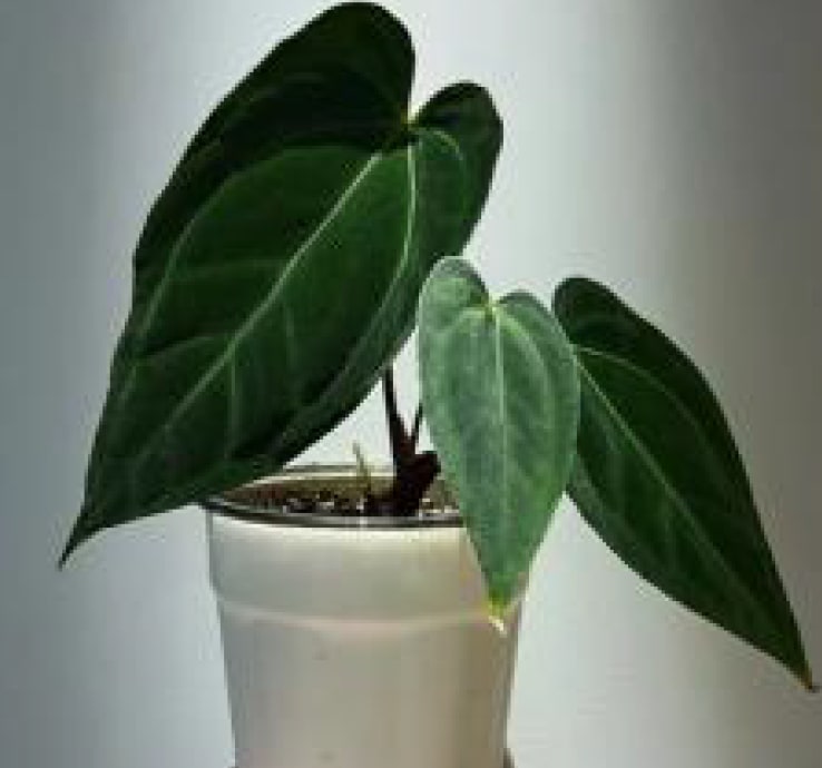 Anthurium 