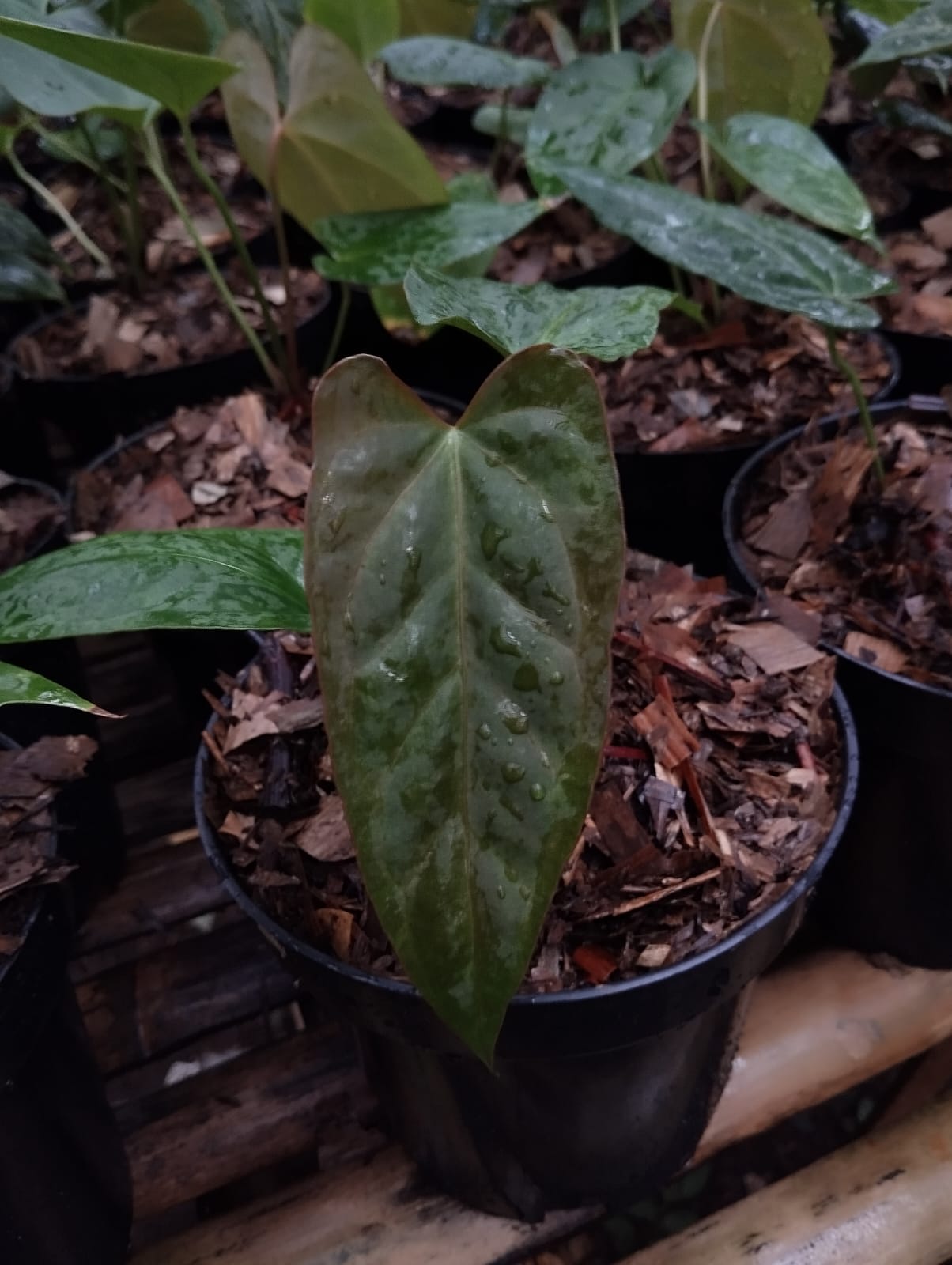 Anthurium papillilaminum "Narrow"