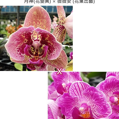 ed490d93-78b9-4857-a94d-81c0043ea066.jpg