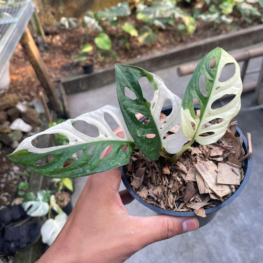 Monstera adansonii "Tricolor" variegated Small 1-2 Leaf