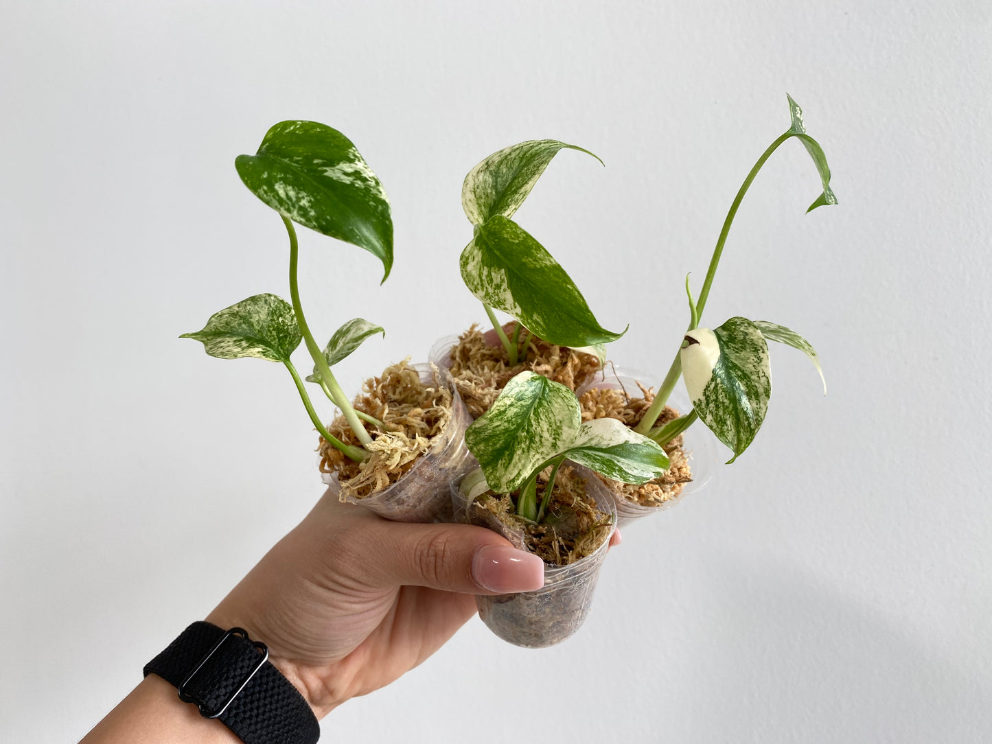 Monstera deliciosa "Mint" variegated premium TC Plantlet