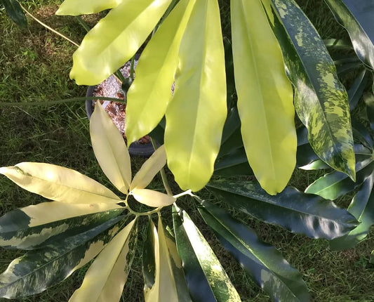 Philodendron goeldii variegated TC Plantlet