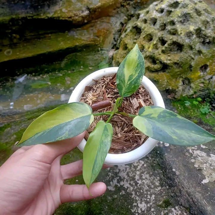 Philodendron bipennifolium variegated SM 2-3 leaf