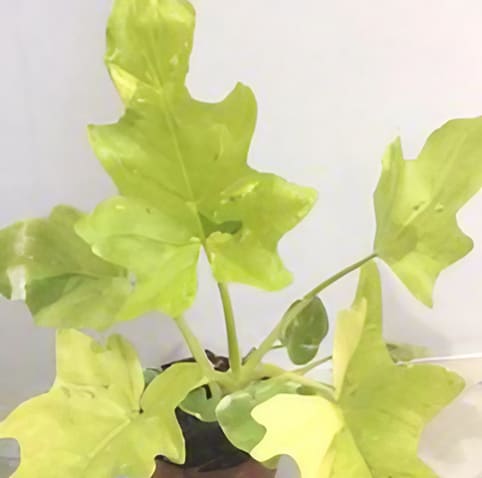 warscewiczii philodendron Philodendron warscewiczii "Golden Variegated" *On Hand* – OrchidBox Wholesale