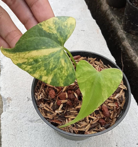 Anthurium "Pterodactyl" variegated SM *On Hand*