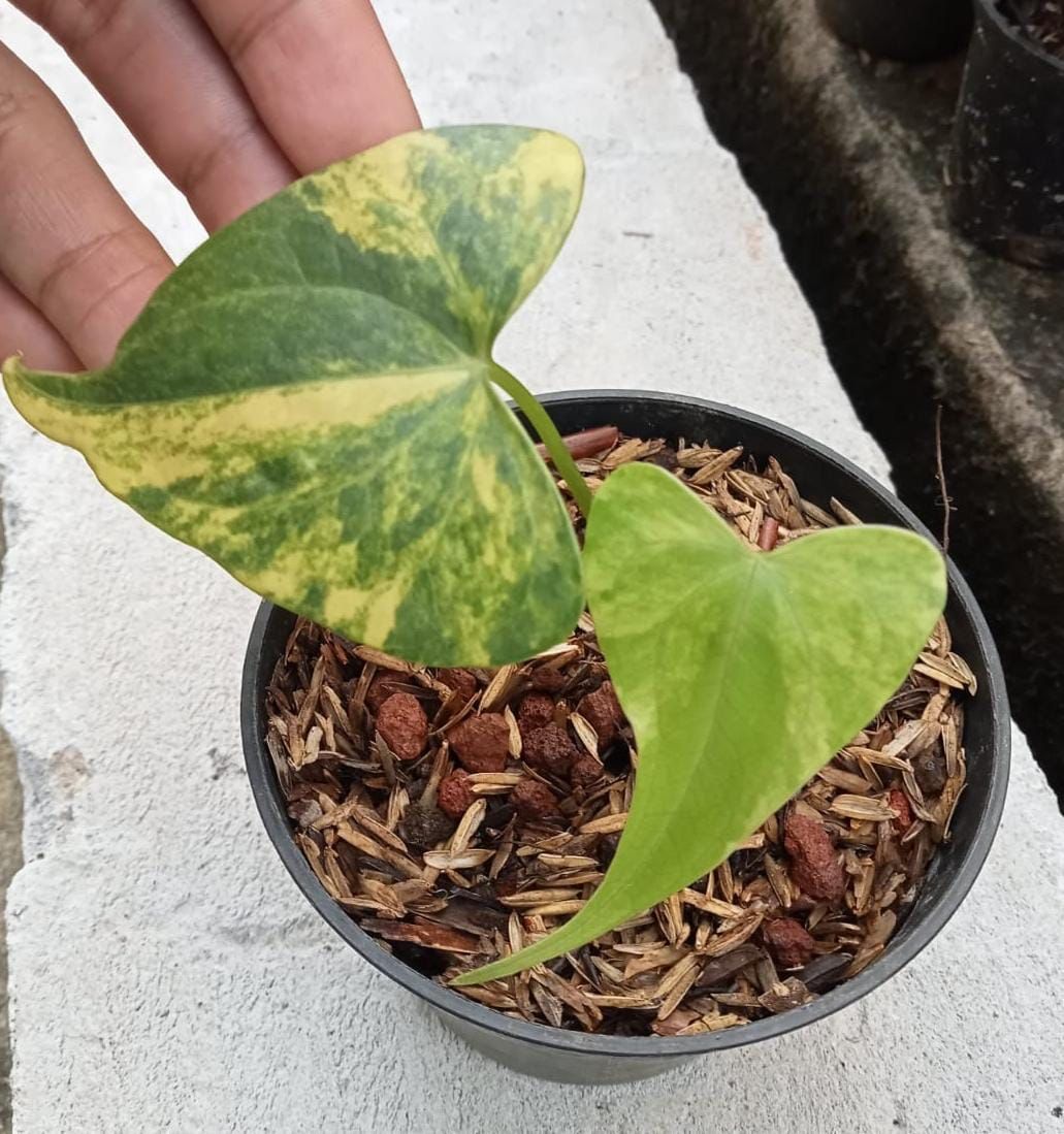 variegated anthurium pterodactyl In Stock Items Ready Now – OrchidBox Wholesale