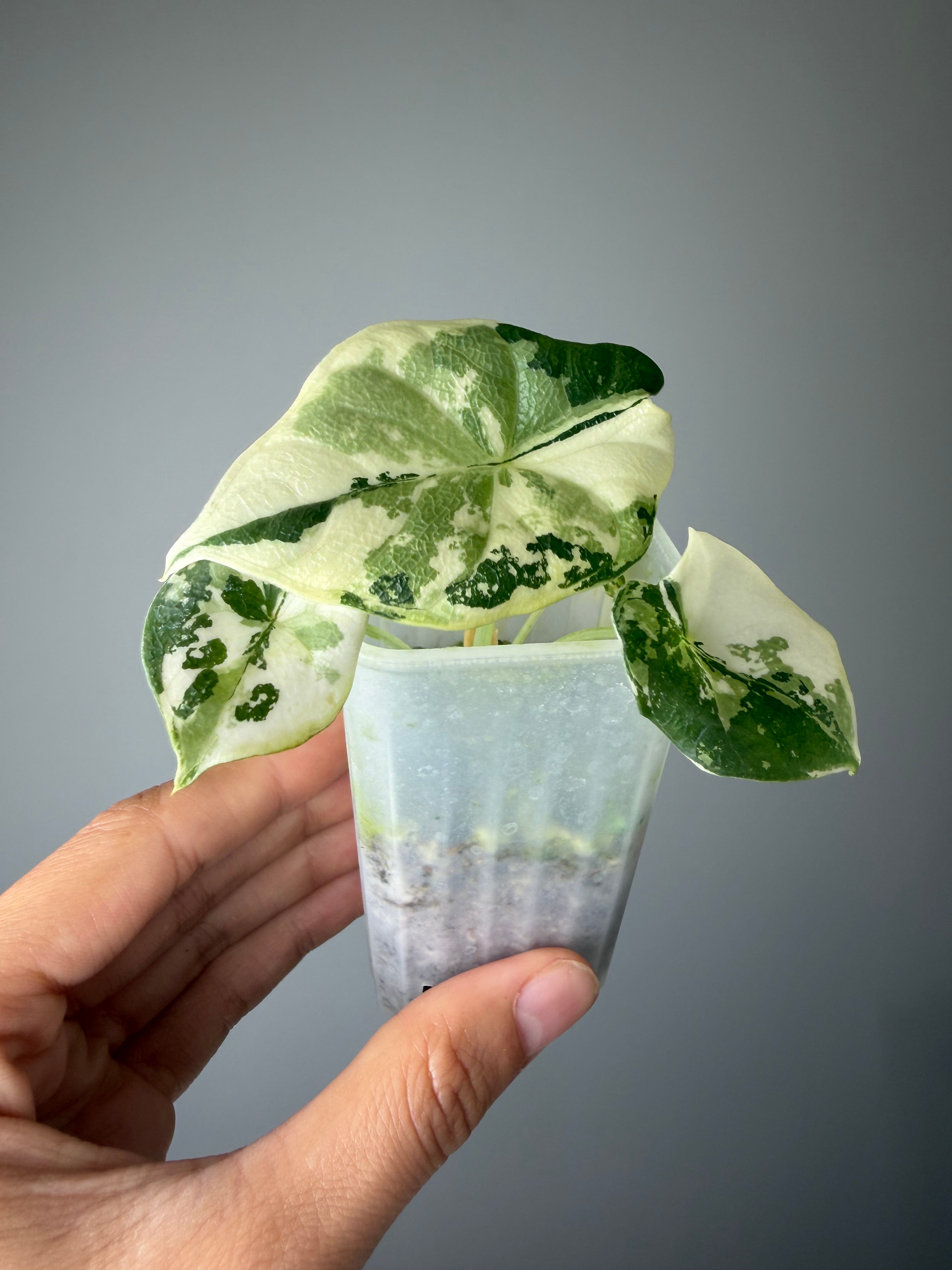 Alocasia melo 