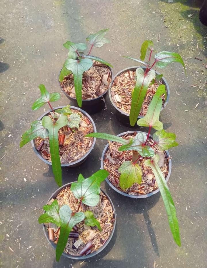 All Plants – OrchidBox Wholesale