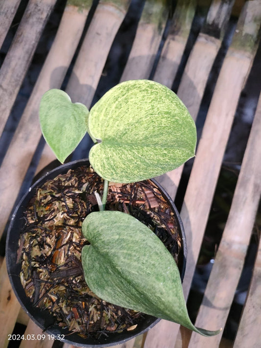 Scindapsus "Jade Satin Mint" variegated Small 1-3 leaf