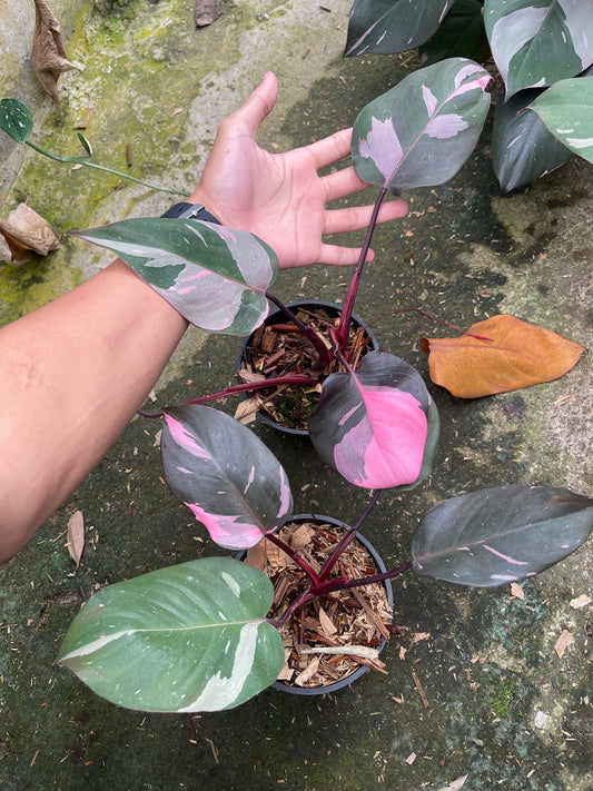 Philodendron Pink Princess "Galaxy" variegated