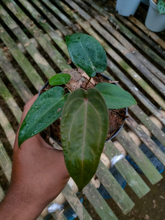 Anthurium "Red Spider"