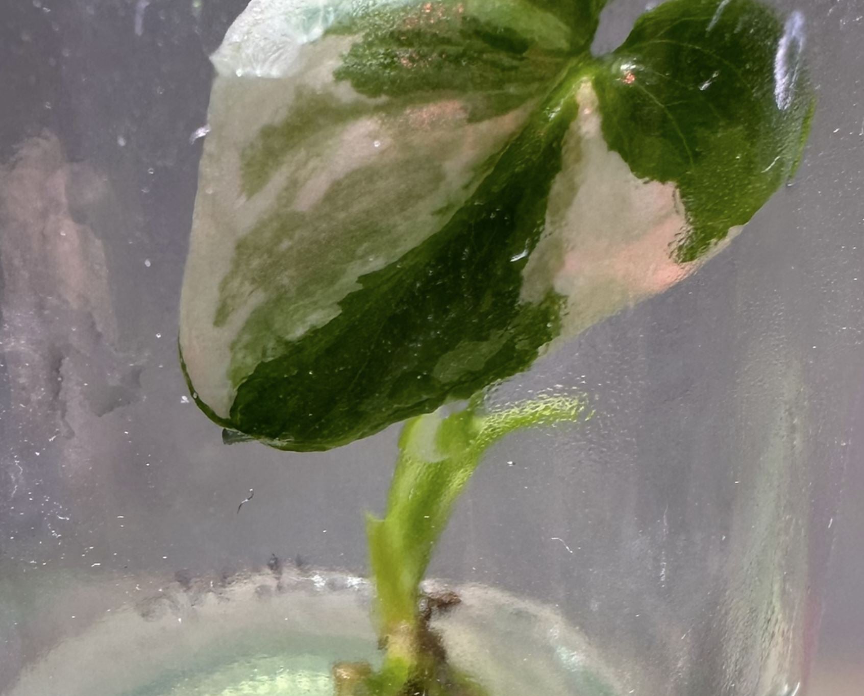 philodendron goeldii juvenile Philodendron goeldii variegated TC Plantlet – OrchidBox Wholesale
